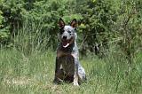 BOUVIER AUSTRALIEN 304